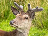 Natural History Red Deer by Alasdair Martin